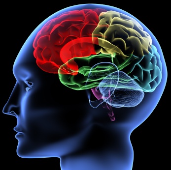  الفرق بين العقل ووالدماغ والمخ Attachment