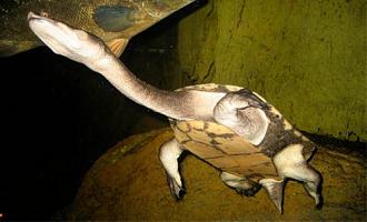 Click image for larger version

Name:	eastern-long-necked-turtle-5-500x303.jpg
Views:	2
Size:	39.8 KB
ID:	1356139