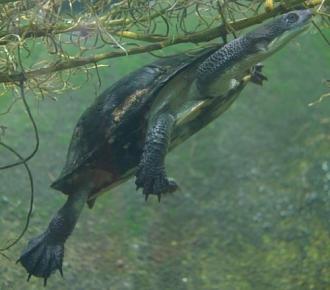 Click image for larger version

Name:	eastern-long-necked-turtle-3-500x439.jpg
Views:	2
Size:	45.1 KB
ID:	1356141
