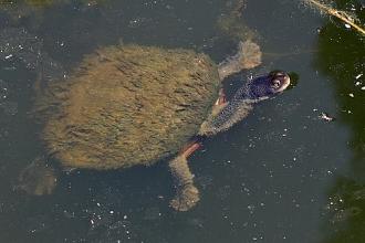 Click image for larger version

Name:	eastern-long-necked-turtle-1-500x333.jpg
Views:	2
Size:	45.6 KB
ID:	1356143
