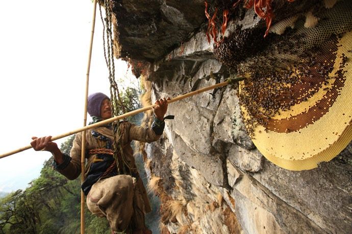 Click image for larger version

Name:	honey-hunters-nepal-26[4].jpg
Views:	1
Size:	157.7 KB
ID:	1305160