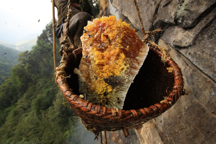 Click image for larger version

Name:	honey-hunters-nepal-29[4].jpg
Views:	1
Size:	134.3 KB
ID:	1305162